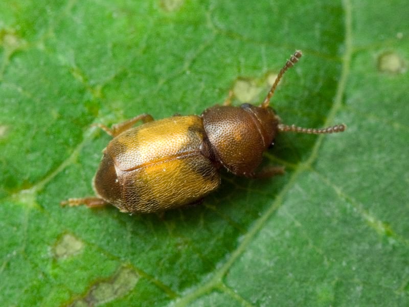 Kateretes pusillus (Thunberg, 1794)